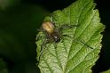 Cheiracanthium_erraticum_D5013_Z_92_Les Gris_Frankrijk